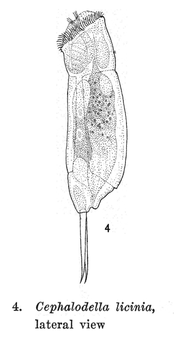 Cephalodella licinia - Original description image