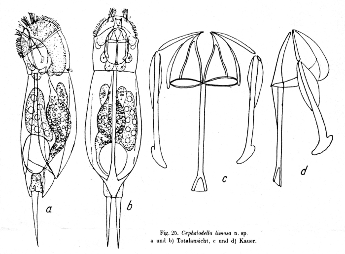 Cephalodella limosa - Original description image