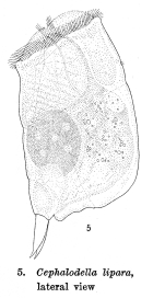 Cephalodella lipara - Original description image