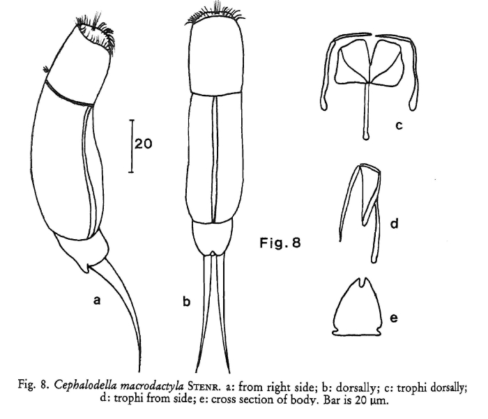 Cephalodella macrodactyla