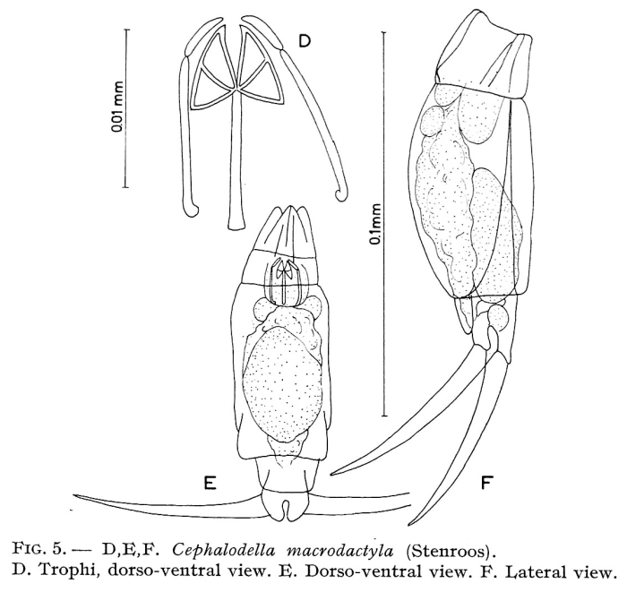 Cephalodella macrodactyla