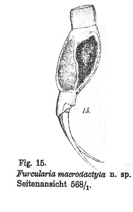 Cephalodella macrodactyla - Original description image