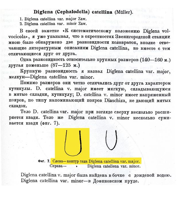 Cephalodella maior - Original description image