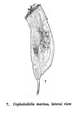 Cephalodella marina - Original description image