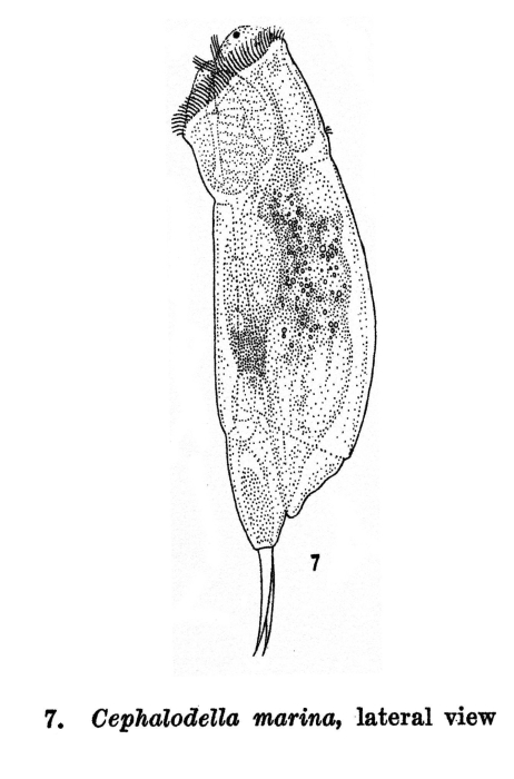 Cephalodella marina - Original description image