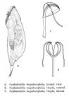 Cephalodella megalocephala