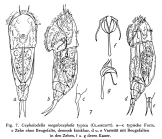 Cephalodella megalocephala
