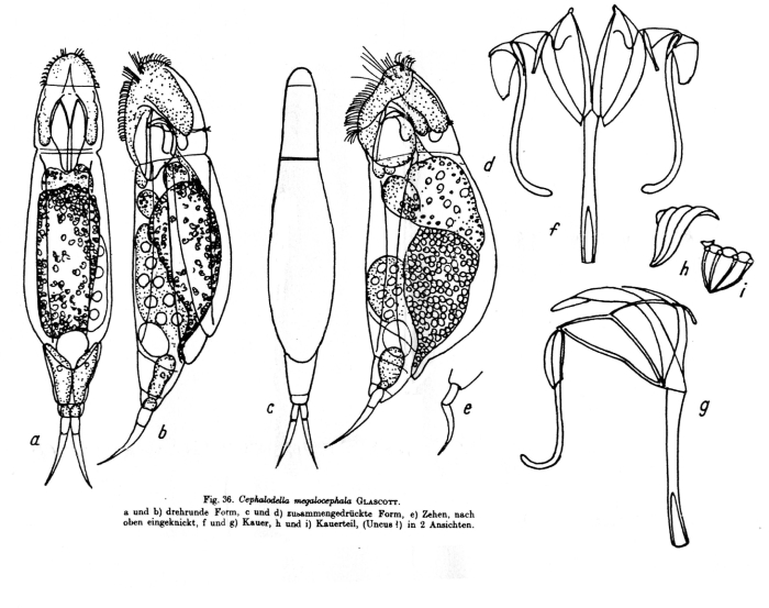 Cephalodella megalocephala