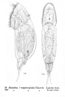 Cephalodella megalocephala
