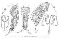 Cephalodella megalocephala
