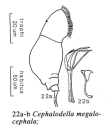 Cephalodella megalocephala