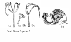 Cephalodella megalocephala