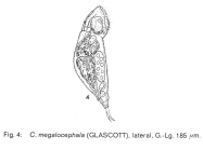 Cephalodella megalocephala