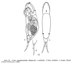 Cephalodella megalocephala