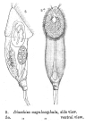 Cephalodella megalocephala