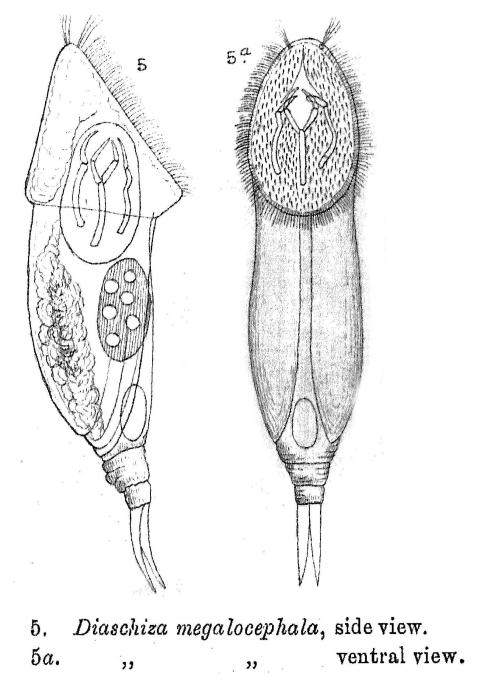 Cephalodella megalocephala
