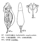 Cephalodella megalocephala