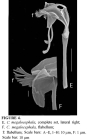 Cephalodella megalocephala