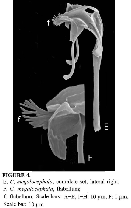 Cephalodella megalocephala