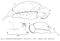 Cephalodella megalocephala