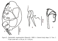 Cephalodella megalocephala