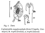 Cephalodella megalocephala
