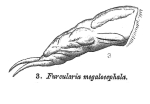 Cephalodella megalocephala - Original description image