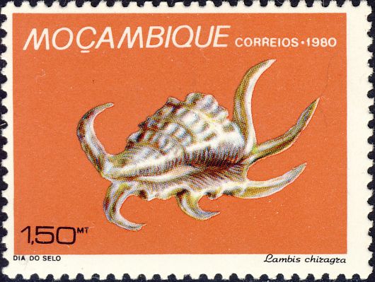 Lambis chiragra Lambis chiragra