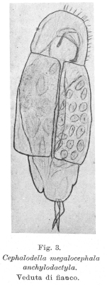 Cephalodella megalocephala var. anchylodactyla - Original description image