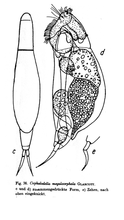 Cephalodella megalocephala var. compressa