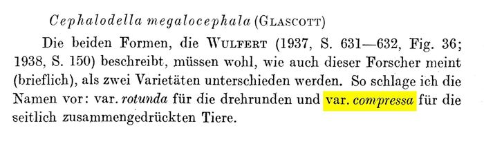 Cephalodella megalocephala var. compressa - Original description image