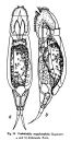 Cephalodella megalocephala var. rotunda