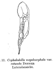 Cephalodella megalocephala var. rotunda