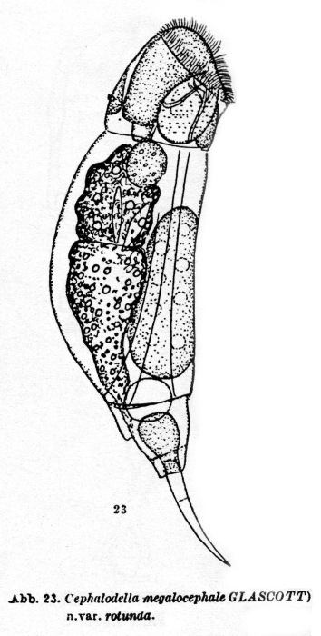 Cephalodella megalocephala var. rotunda - Original description image