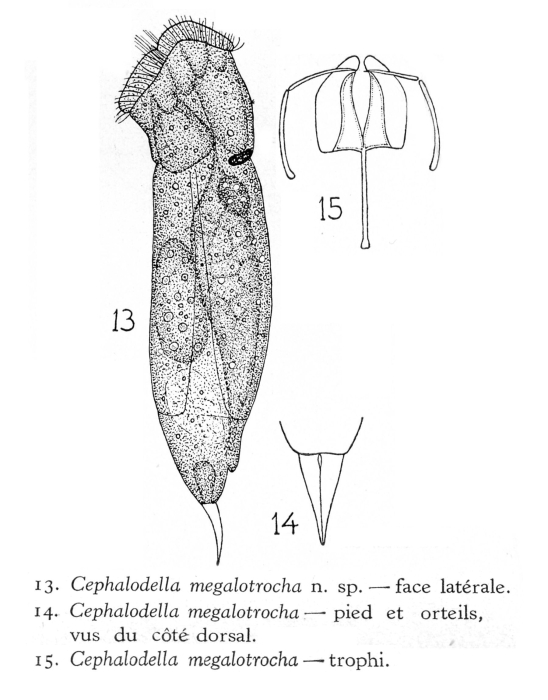 Cephalodella megalotrocha - Original description image