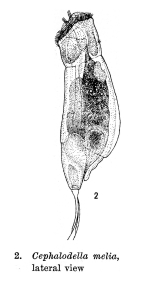 Cephalodella melia - Original description image