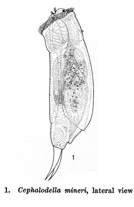 Cephalodella mineri - Original description image