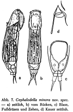 Cephalodella minorui - Original description image