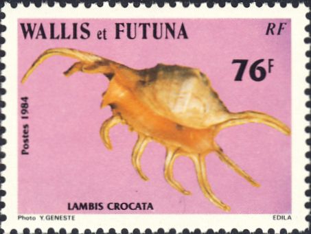 Lambis crocata