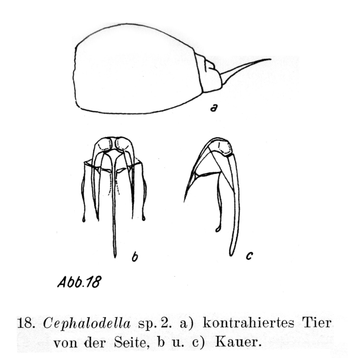 Cephalodella mira