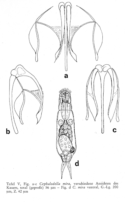 Cephalodella mira