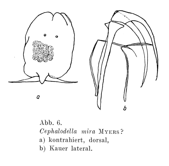 Cephalodella mira