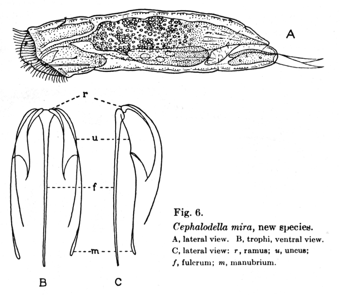 Cephalodella mira - Original description image