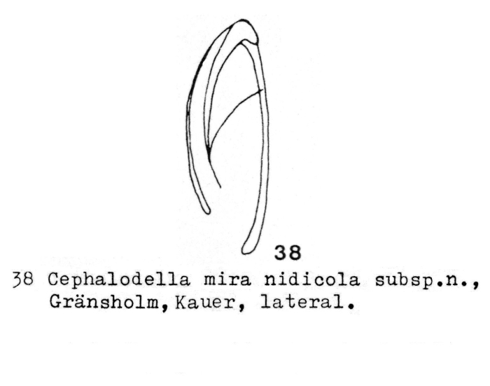 Cephalodella mira nidicola - Original description image