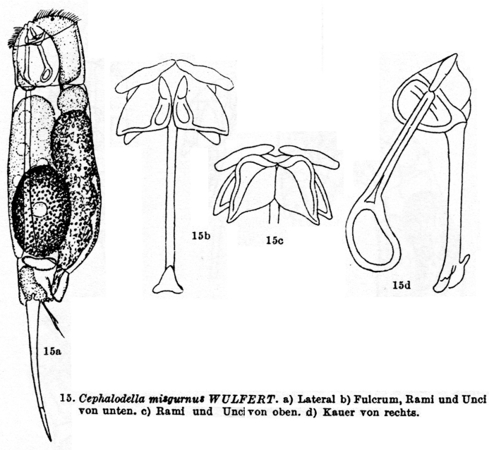 Cephalodella misgurnus