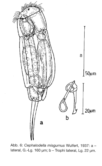 Cephalodella misgurnus