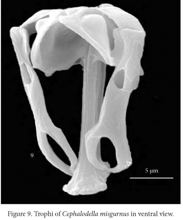 Cephalodella misgurnus