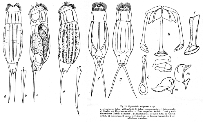 Cephalodella misgurnus - Original description image