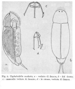 Cephalodella modesta - Original description image