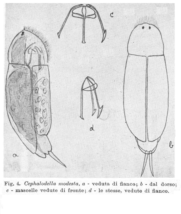 Cephalodella modesta - Original description image